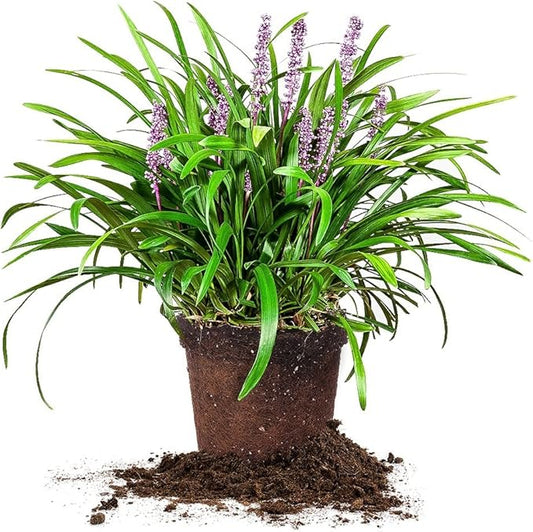 Royal Purple LIRIOPE - Size: 1 Gallon, Live Plant, Includes Special Blend Fertilizer & Planting Guide