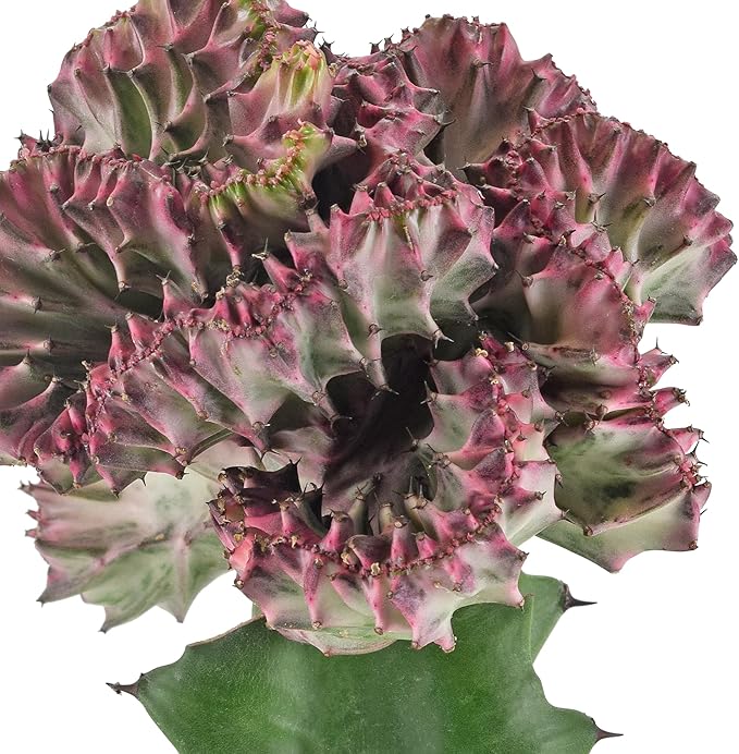 Arcadia Garden Products Live Mermaid Tail Cactus Indoor Houseplant in Plastic Pot, Euphorbia lactea Cristata Crested Coral Succulent Plant Gift for Home and Garden Decor, 4-inch, Light Purple