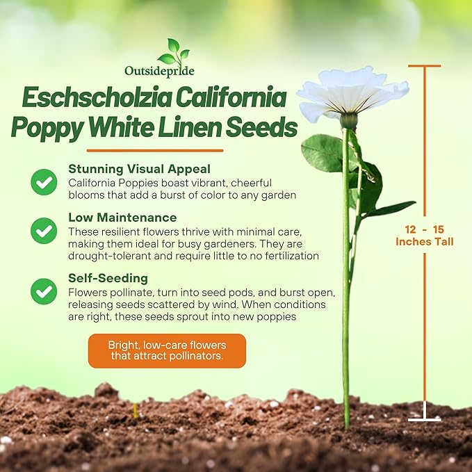 Outsidepride 5000 Seeds Annual Eschscholzia California Poppy White Linen Wild Flower Seeds