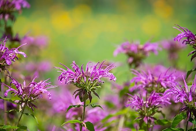 TKE Farms & Gardens - Wild Bergamot Bee Balm Seeds, 1000+ Heirloom Non-GMO Perennial Herb Seeds for Indoor/Outdoor Gardens, Attracts Butterflies & Pollinators, Monarda fistulosa