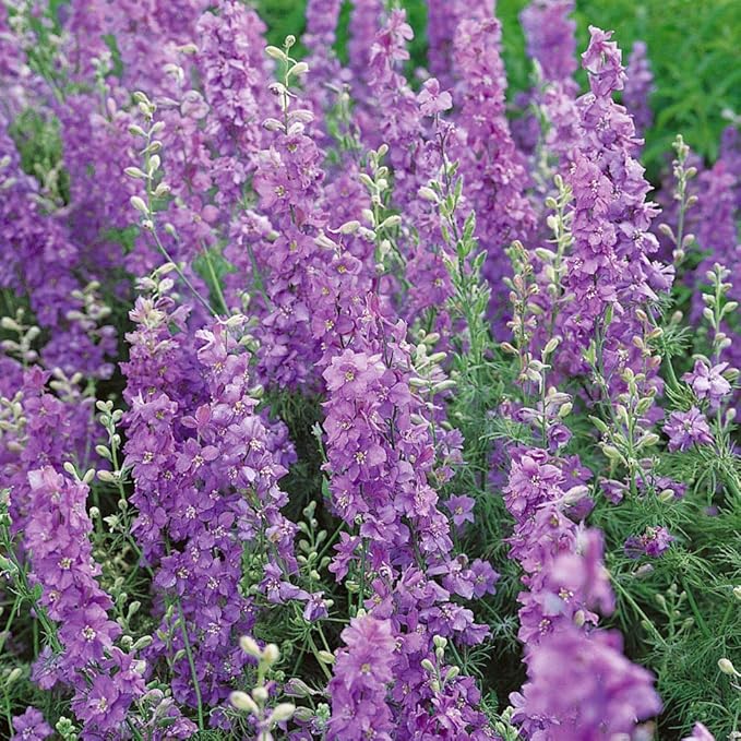 Outsidepride 2000 Seeds Delphinium Lilac Larkspur Flower Seeds for Planting