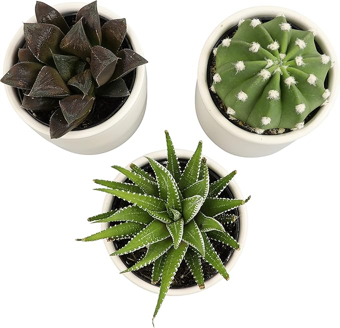 Plants for Pets Live Low Light House Plants in Ceramic Succulent Pots (3 Pack), Gasteria Succulent Plant and Cactus Plants Live with Potting Soil, Haworthia Succulents for Indoor Growing Home Décor