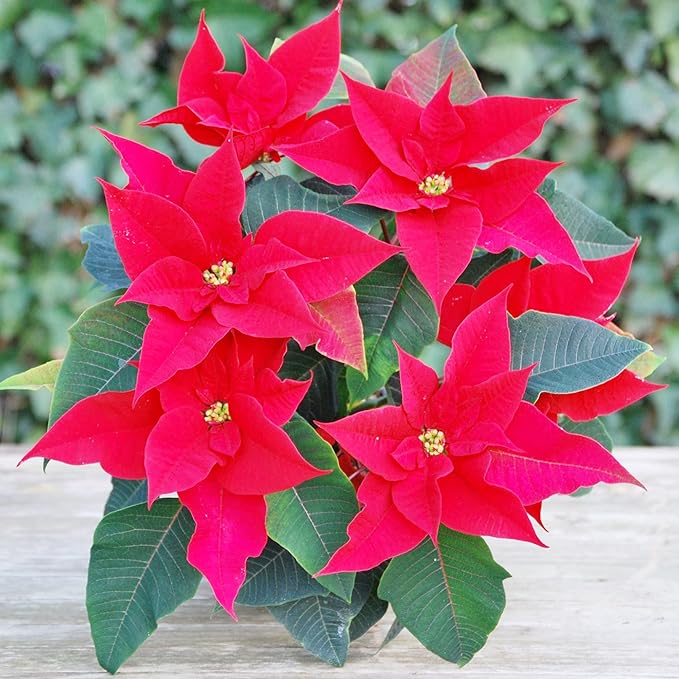 Poinsettia Seeds Christmas Star Perennial Drought Tolerant Landscape Hedges Screens Patio Container Indoor Outdoor 100Pcs Shrub Seeds by YEGAOL GARDEN