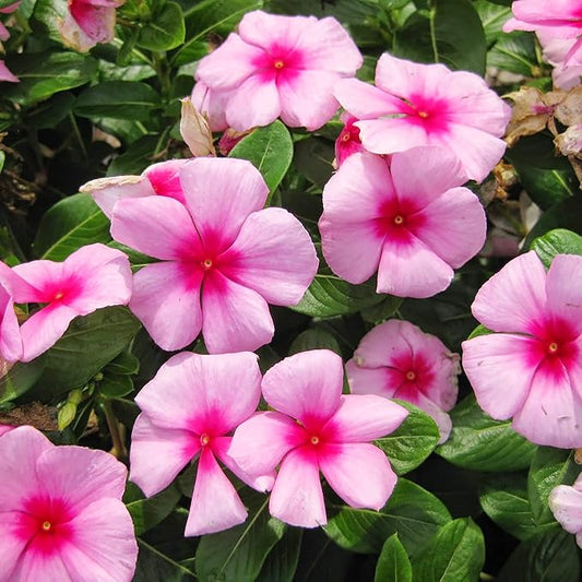 Catharanthus Roseus Seeds Rosy Periwinkle Perennial Annual Attracts Butterflies Rabbit Resistant Borders Patio Containers Outdoor 100Pcs Mixed Colors Flower Seeds by YEGAOL Garden