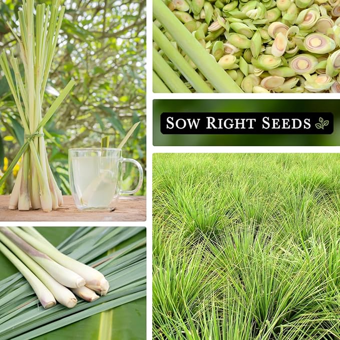 Sow Right Seeds - Lemon Grass Seed for Planting - 1600 Seeds, 1.2 Grams, Non-GMO Heirloom Bulk Jumbo Pack with Instructions to Plant and Grow an Herb Garden - Grow Loads of This Culinary Herb
