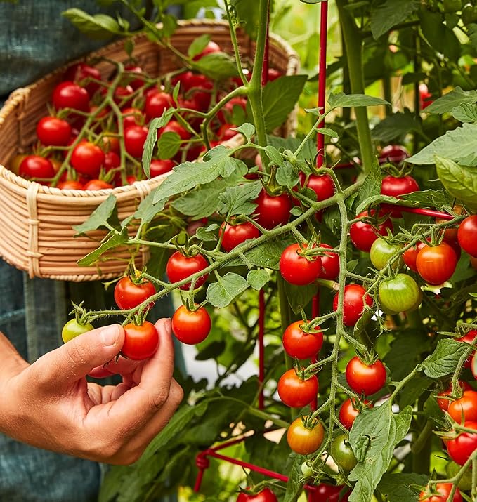 Burpee 'Super Sweet 100' Hybrid, Cherry Tomato, 50 Non-GMO Seeds & Saffron Summer Squash Seeds 100 Seeds & Black Beauty Zucchini Summer Squash Seeds 100 Seeds