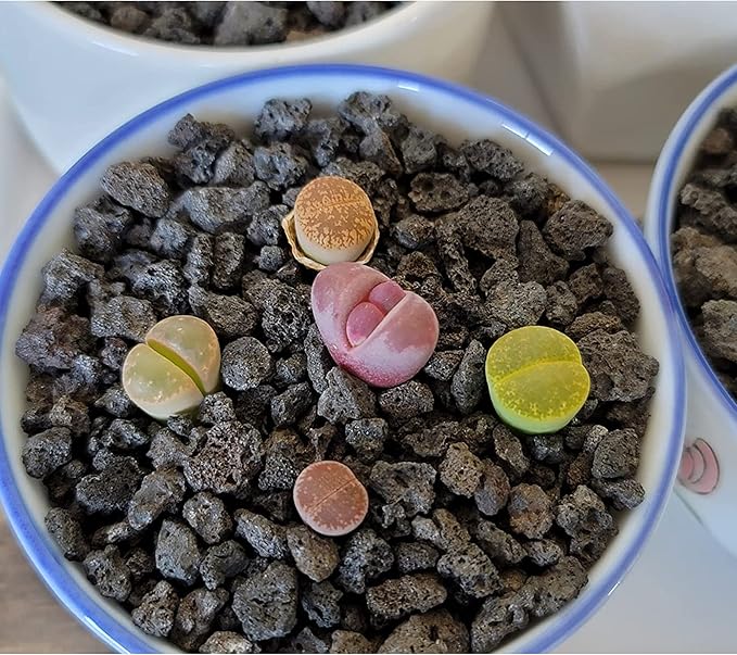 18LB Black Horticultural Lava Rock Soil for Decorative Landscaping Bonsai, Cacti, Succulents Plants Top Dressing for Release Excess Water