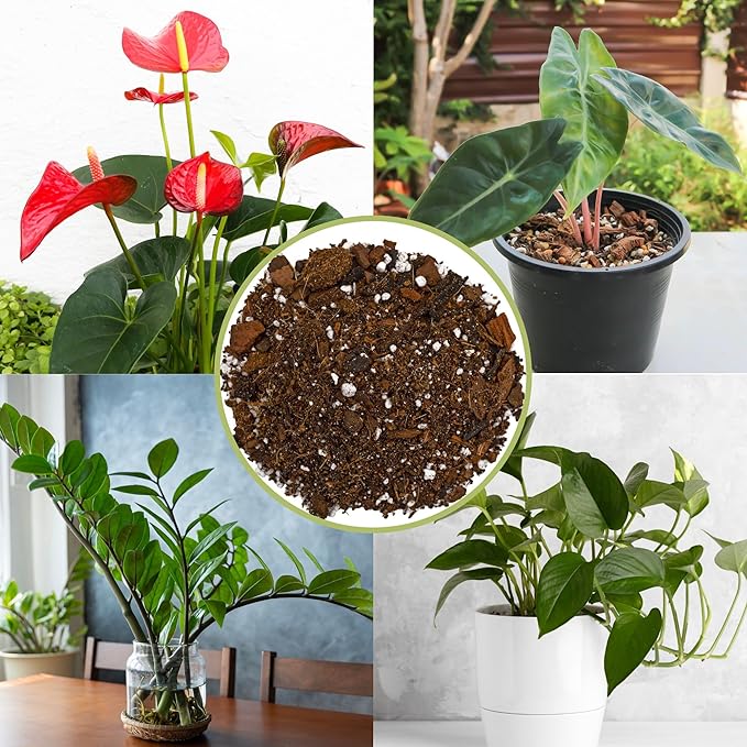 Aroid Plant Potting Soil Mix (4 Quarts), for Pothos Devil's Ivy, ZZ Plant, Chinese Evergreen, Dumb Cane, Philodendron, Syngonium, Alocasia, Colocasia Etc.