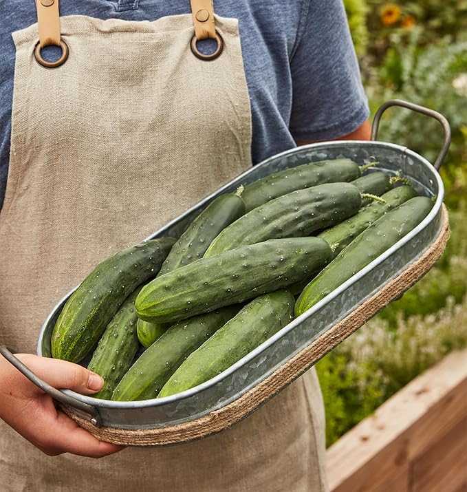 Burpee 'Marketmore 76' Slicing Cucumber Seeds, 125 Non-GMO seeds, Heirloom