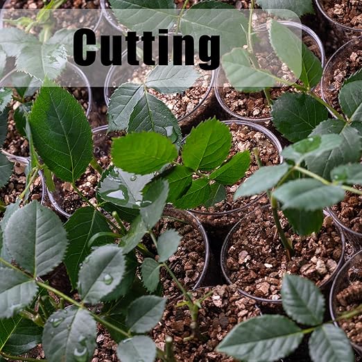 Organic Vermiculite 10 qt by Doter, Increases Water and Nutrient Retention and Aerates The Soil, Perfect for Root Cuttings, Seed Germination, Arranging Flowers, and Bedding for Invertebrates