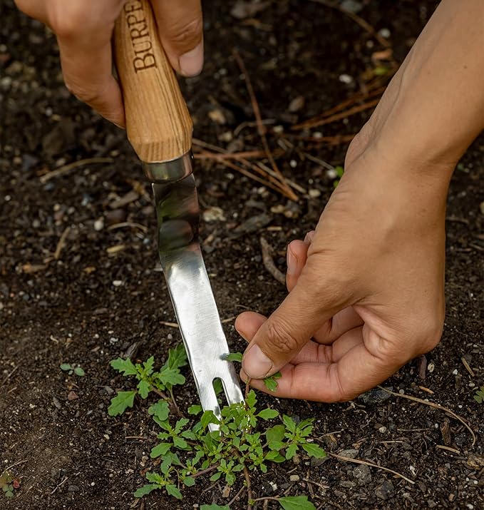 Burpee 12" Stainless Steel Weeder | Durable Long Lasting Garden Tool | Leather Wrist Strap 5" Handle, Oak