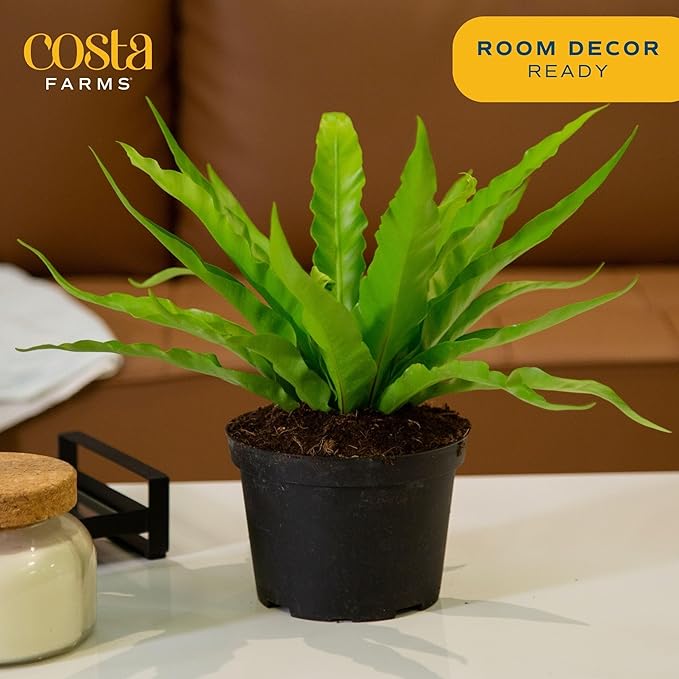 Costa Farms Bird's Nest Fern Live Indoor House Plant 15-Inches Tall, Grower's Pot