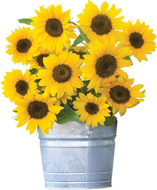 Burpee Sunny Bunch Sunflower Seeds 25 seeds