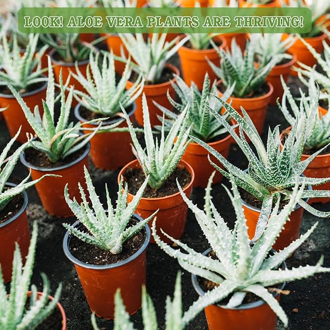 Halatool 6 QT Organic Aloe Plant Soil Potting Mix Garden Top Succulent Soil for Indoor & Outdoor Plants Bonsai Cactus Soil Potting Mix for Houseplants Flowers Vegetables & Herbs