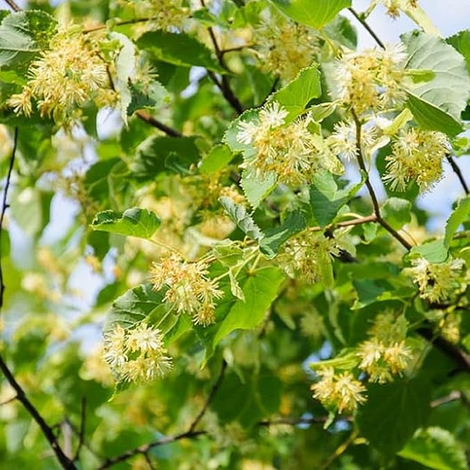 CHUXAY GARDEN 10 Seeds Tilia Platyphyllos Seed,Large-Leaved Linden,Bigleaf Linden Large Deciduous Tree Privacy Screen Grows in Garden and pots Great for Planting