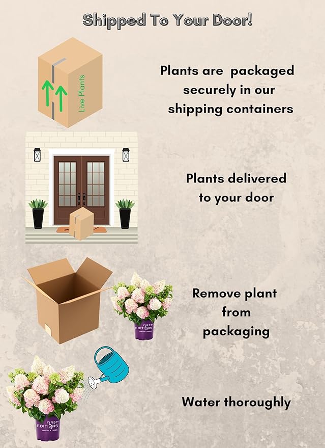 3 Gallon First Editions Hydrangea Vanilla Strawberry Shrub