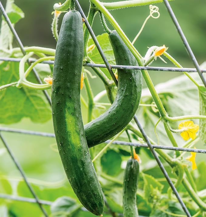 Burpee 'Summer Dance' Cucumber Seeds, 15 Non-GMO seeds