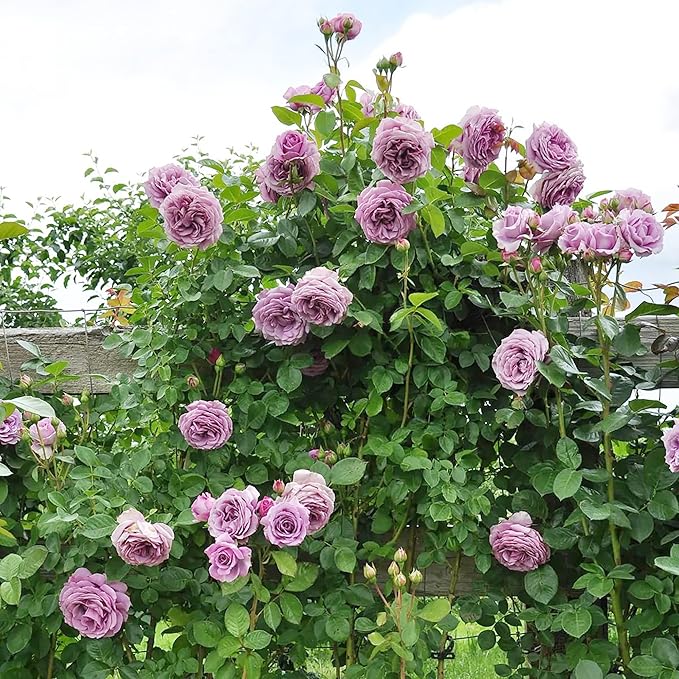 Purple Climbing Rose Seeds Fragrant Blooms for Cutting and Using in Floral Arrangements Attract Pollinators Creat Vertical Accents in Gardens, On Trellises, Arbors, Fences 5Pcs by YEGAOL Garden