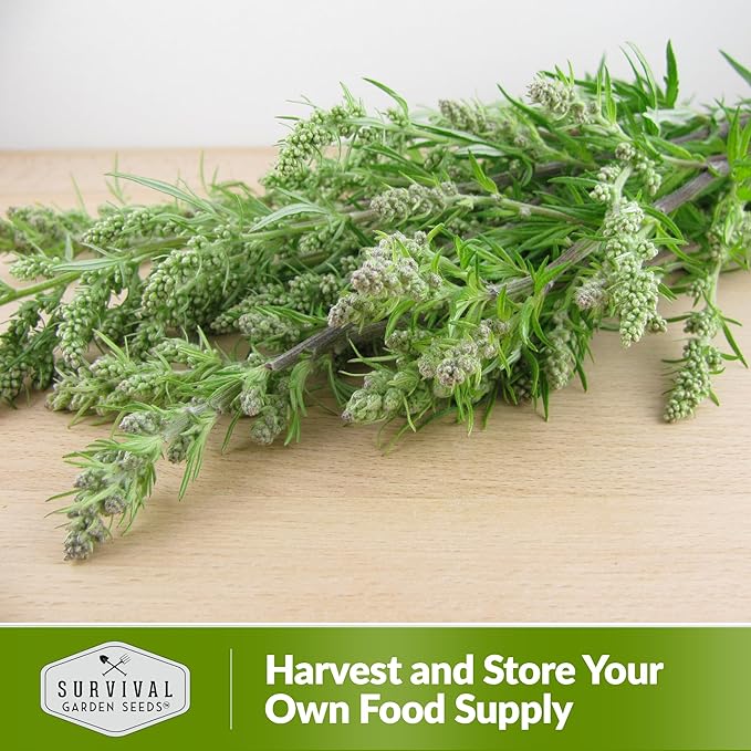 Common Mugwort Seed for Planting - 5 Packets with Instructions to Plant and Grow Artemisia Vulgaris in Your Home Vegetable Garden - Non-GMO Heirloom Variety - Survival Garden Seeds