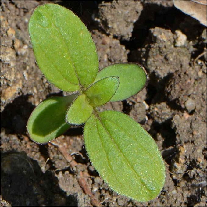 Seed Needs, Chocolate Sunflower Seeds - 40 Heirloom Seeds for Planting Helianthus annuus - Annual Flowers to Plant Outdoors, Attracts Bumblebees and Butterflies, Great as a Cut Flower (2 Packs)