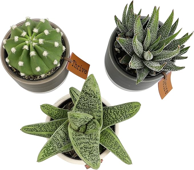 Succulents Plants Live in Plant Pot Set (3 Pack), Succulent Cactus Plants Live Plants, Indoor Plants Live Gardening Gifts for Plant Lovers, Live Succulents Plants Live Houseplants by Plants for Pets