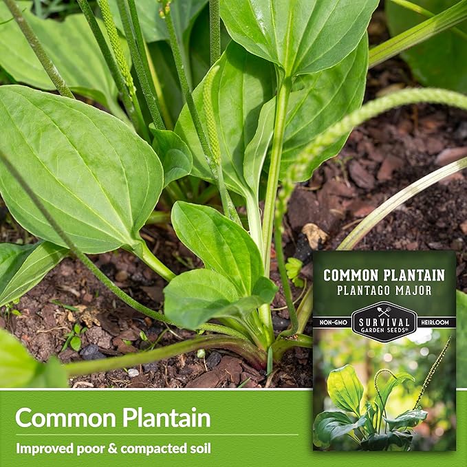 Common Plantain Seeds for Planting - 2 Packets with Instructions to Plant and Grow Plantago Major in Your Home Garden - Non-GMO Heirloom Medicinal Herb - Survival Garden Seeds