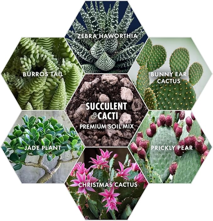Premium Succulent Soil Mix for Indoor & Outdoor Plants - Fast-Draining Potting Soil for Succulents, Cacti, & Houseplants - Natural Blend with Pumice for Optimal Plant Growth