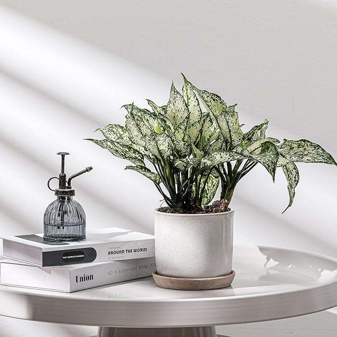 6 Inch Plant Pot: Ceramic Planter with Drainage Hole & Saucer for Indoor Outdoor Plants - Flowerpot with Bonded Tray for Home Office - Retro Style, Grey