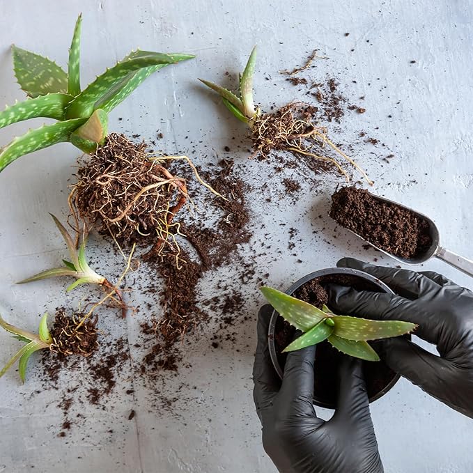 Aloe Vera Potting Soil Mix 4qt, Ready to Use for Seedling and Growing of Aloe Vera Plants or Other Houseplants