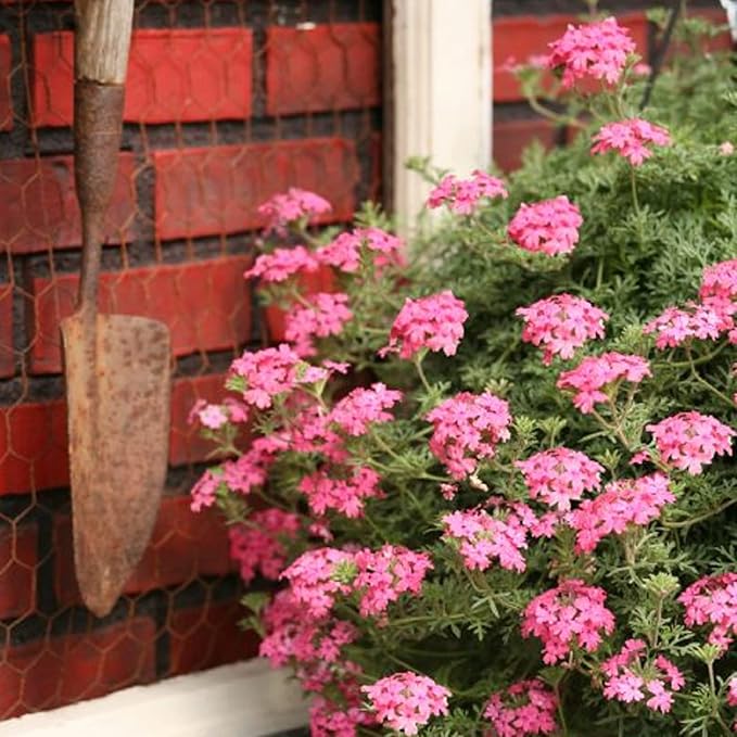 CHUXAY GARDEN Pink Trailing Verbena Seed 100 Seeds Ornamental Flowering Plant Attract Butterflies and Bees Easy Cultivating
