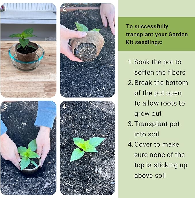 Sow Right Seeds - Genovese Basil Garden Kit - Non-GMO Heirloom Herb Seeds for Planting Indoors - Includes Pots & Potting Soil - Complete Growing Set-Up for Home Garden - Makes a Good Gardening Gift