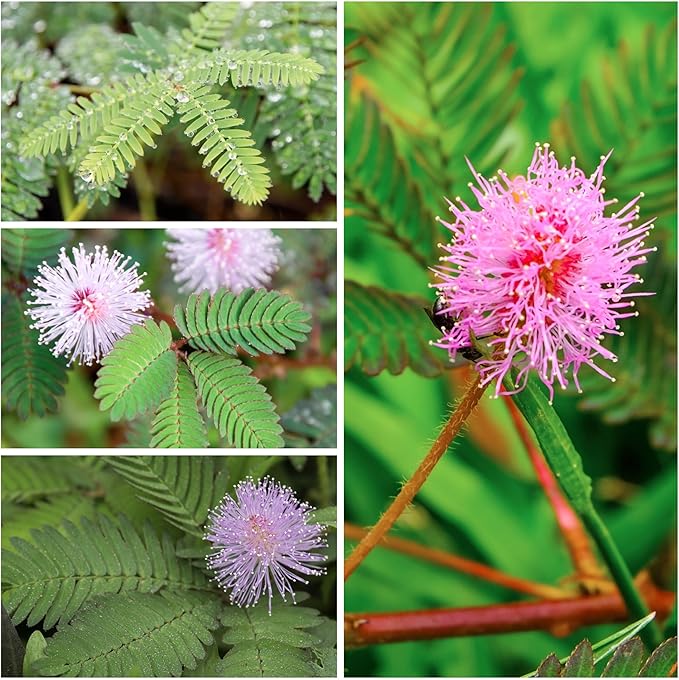 Seed Needs Sensitive Plant Seeds for Planting Mimosa pudica - Heirloom & Open Pollinated Annual Flowers - Pink Blooms with Leaves That React to Touch (1 Pack)