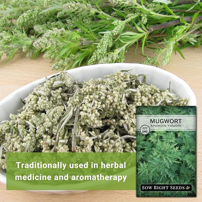 Sow Right Seeds - Mugwort Seeds for Planting - Non-GMO Heirloom Packet with Instructions to Plant an Outdoor or Indoor Herb Garden - Rare Perennial, Wild Wormwood - Medicinal & Culinary Cronewort (1)