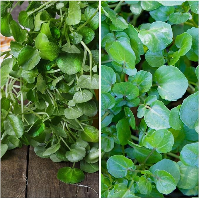 Seed Needs Watercress Seeds for Planting - Non-GMO, Heirloom & Untreated - Organically Grow Your own Culinary Herb Garden Indoors or Outdoors (5 Packs)