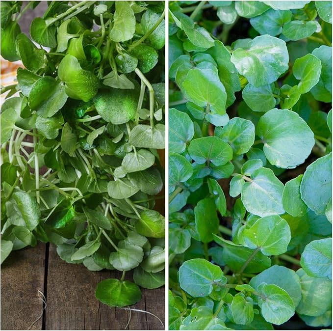 Seed Needs Watercress Seeds for Planting - Non-GMO, Heirloom & Untreated - Organically Grow Your own Culinary Herb Garden Indoors or Outdoors (1 Pack)