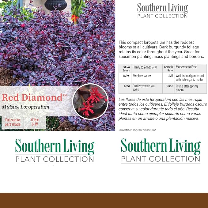 2 Gallon Southern Living Loropetalum Red Diamond Shrub