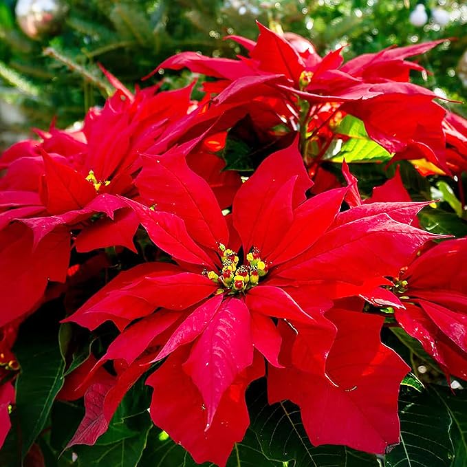 Poinsettia Seeds Christmas Star Perennial Drought Tolerant Landscape Hedges Screens Patio Container Indoor Outdoor 100Pcs Shrub Seeds by YEGAOL GARDEN