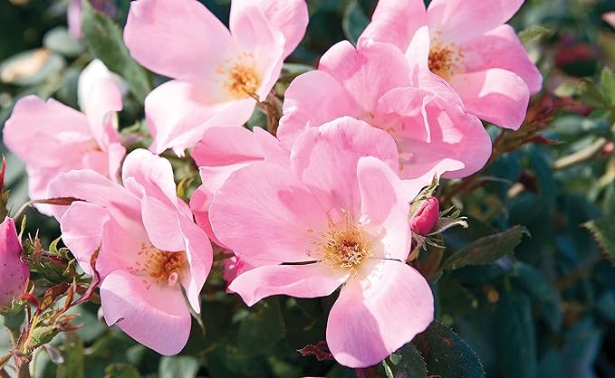 Green Promise Farms Rosa Blushing Knock Out (Reblooming) Rose, #3-Size Container, Light Pink Flowers