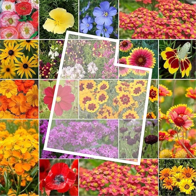 Eden Brothers Utah Wildflower Mixed Seeds for Planting, 1 oz, 30,000+ Seeds with Snapdragon, Yarrow | Attracts Pollinators, Plant in Spring or Fall, Zones