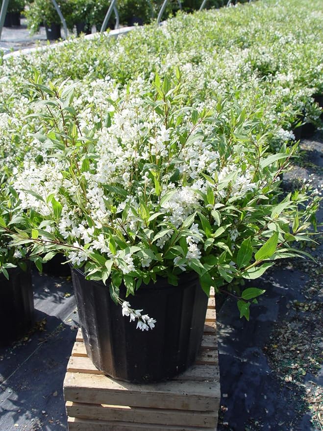 Deutzia gracilis 'Nikko' (Nikko Deutzia) Shrub, white flowers, #3 - Size Container