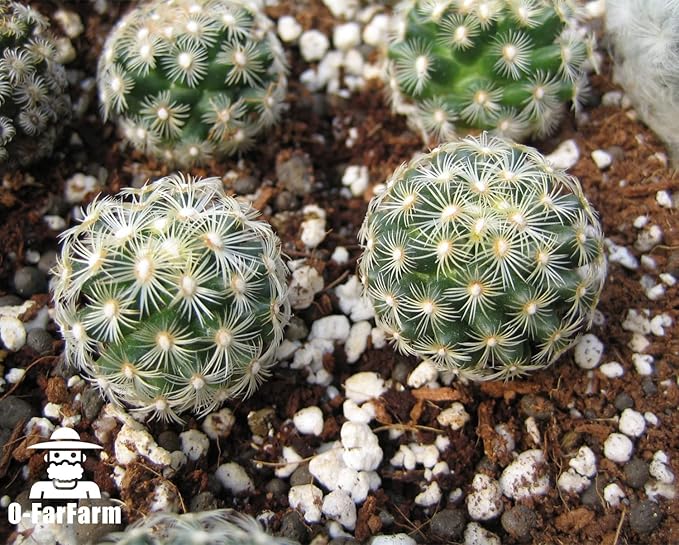 Chunky Perlite Bulk 5Qt, Horticultural Pearlite Coarse Perlite for Plants Indoor, Additive Conditioner Mix, Improve Drainage and Ventilation, Help Root Growth(4-8mm)