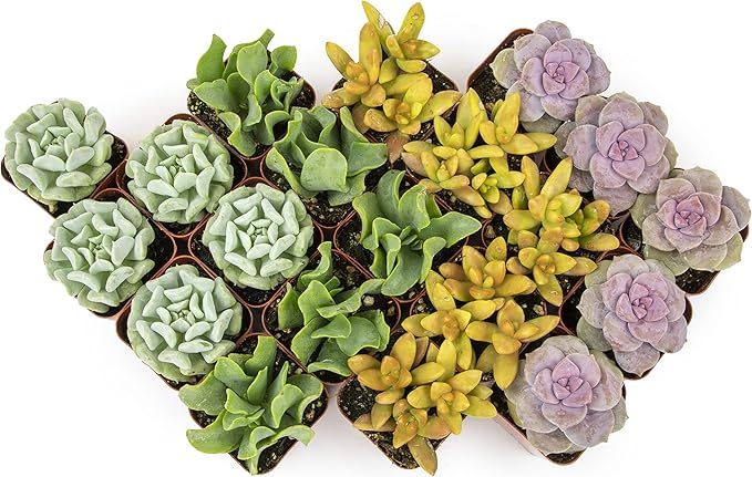 Succulents Plants Live (20PK) Potted Succulent Plants Live House Plants, Cactus Plants Live Plants Indoor Plants Live Houseplants, Indoor Plant Succulents Live Plant House Plant by Plants for Pets