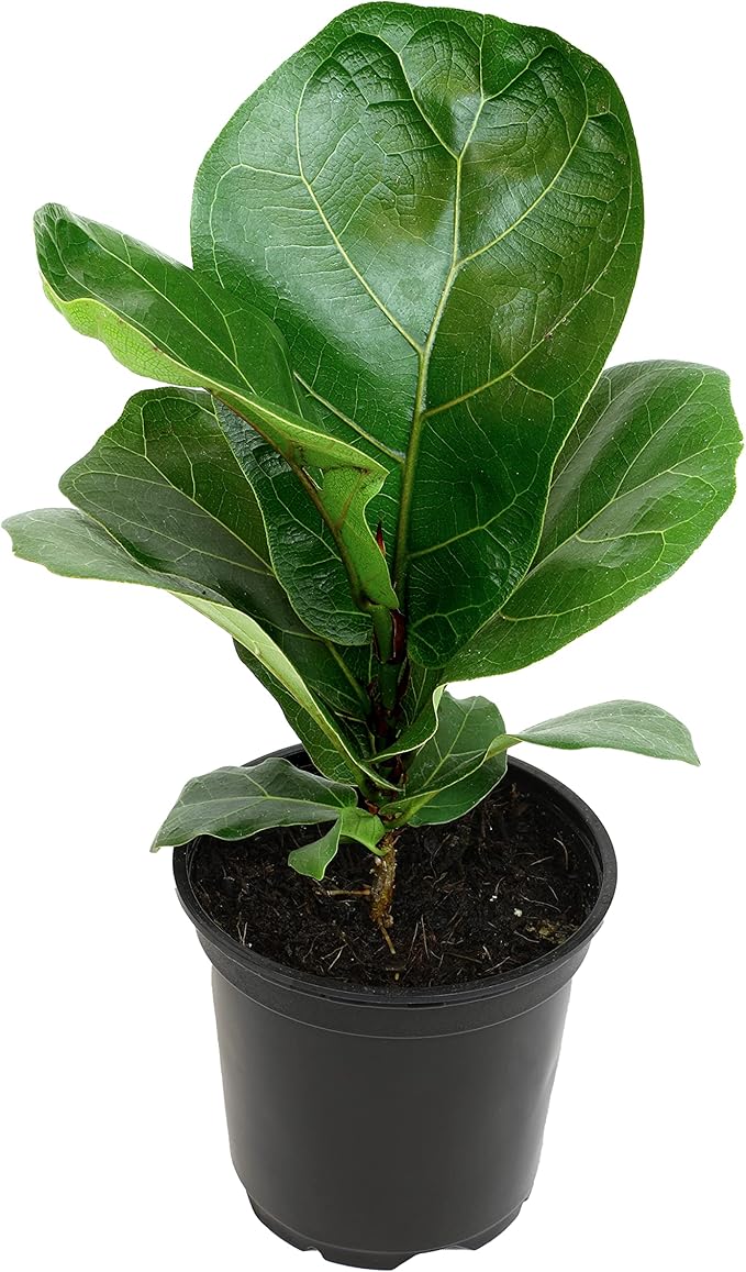 Plants for Pets Ficus Lyrata Fiddle Leaf Fig Plant, House Plants Indoors Live Ficus Tree Live Plant, Fig Trees Live Plants Indoor Plants Live Houseplants Fig Plants Live in Planter Pot in Soil Mix
