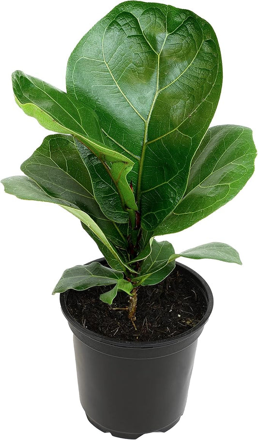 Plants for Pets Ficus Lyrata Fiddle Leaf Fig Plant, House Plants Indoors Live Ficus Tree Live Plant, Fig Trees Live Plants Indoor Plants Live Houseplants Fig Plants Live in Planter Pot in Soil Mix