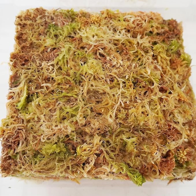 3.2 oz Compressed Sphagnum Moss for Plants, Carefully Selected Premium Sphagnum Moss for Orchid