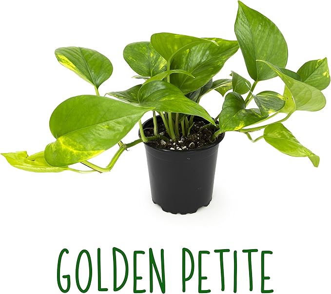 Altman Plants, Live Pothos Plants (4PK) Indoor Plants Live Houseplants, Pothos Live Plant House Plants Indoors Live Plants, Money Plant Indoor Pothos Plant Decor, Devils Ivy Trailing Plants Live