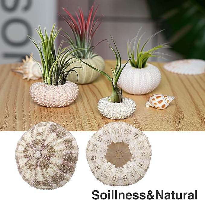 5 Pack Mini Sea Urchin Shell Air Plant Holders- 5 Styles Decorative Hanging Air Plant Pot, Tillandsia Succulent Display Container for Home Gardening Gifts Garden Beach Theme Party Decors, No Plants