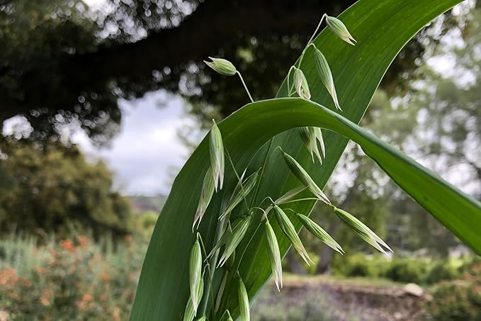 All Good Things Organic Common Oat Seeds - Pack of 275, Heirloom Seeds for Planting Grains, Vegetables - Gardening Supplies, Vegetable Garden - Non-GMO, Open Pollinated, from USA