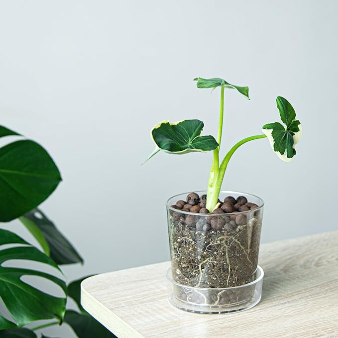 Phoenix Vine 4.5 Inch Clear Acrylic Planter Pot with Tray, Orchid Pot with Drainage Holes, Deep Saucer for Bottom Watering, Transparent Containers for Indoor Plants, Herbs, Set of 2, 91-A-E-2