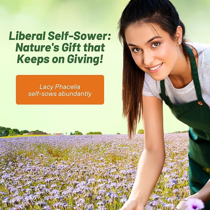 Outsidepride 1/4 lb. Annual Lacy Phacelia Wild Flowers Seeds for Planting